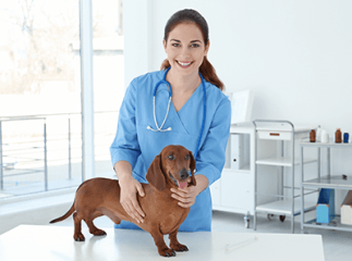 torsion de l’estomac chez le chien